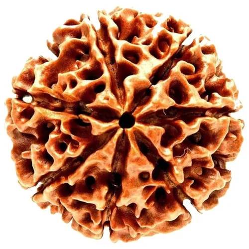 Nepal Origin 7 Mukhi Rudraksha